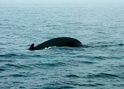 Humpback Whale DSC_12761-4a-Web8x10.jpg