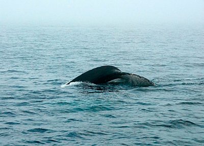 Humpback Whale DSC_12762-5a-Web8x10.jpg