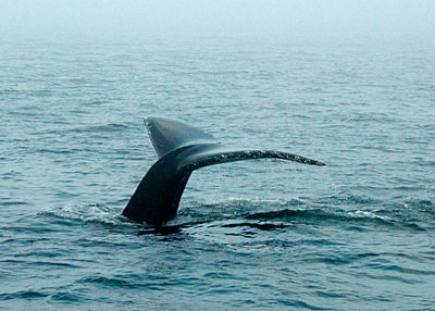 Humpback Whale DSC_12764-7a-Web8x10.jpg