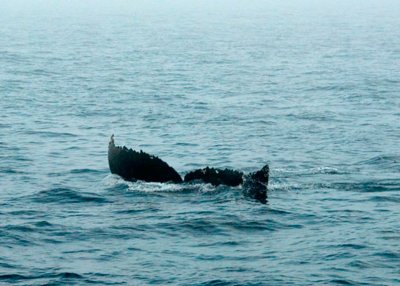 Humpback Whale DSC_12767-10a-Web8x10.jpg