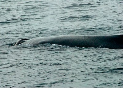Humpback Whale DSC_12734a-Web8x10.jpg