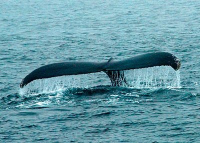 Humpback Whale DSC_12723a-Web8x10.jpg