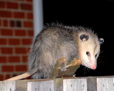 Opossum DSC_6017-Web8x10.jpg