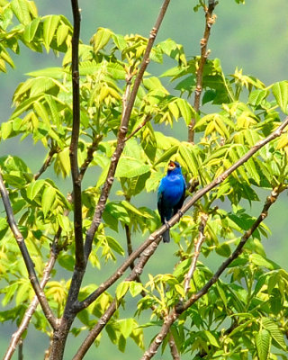 Tanagers, Sparrows