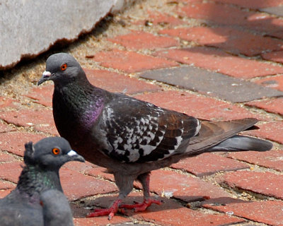 Rock Pigeon DSC_10826-Web8x10.jpg