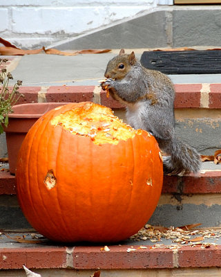 Gray Squirrel DSC_16679-Web8x10.jpg