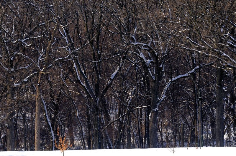 Trees Outlined By Snow