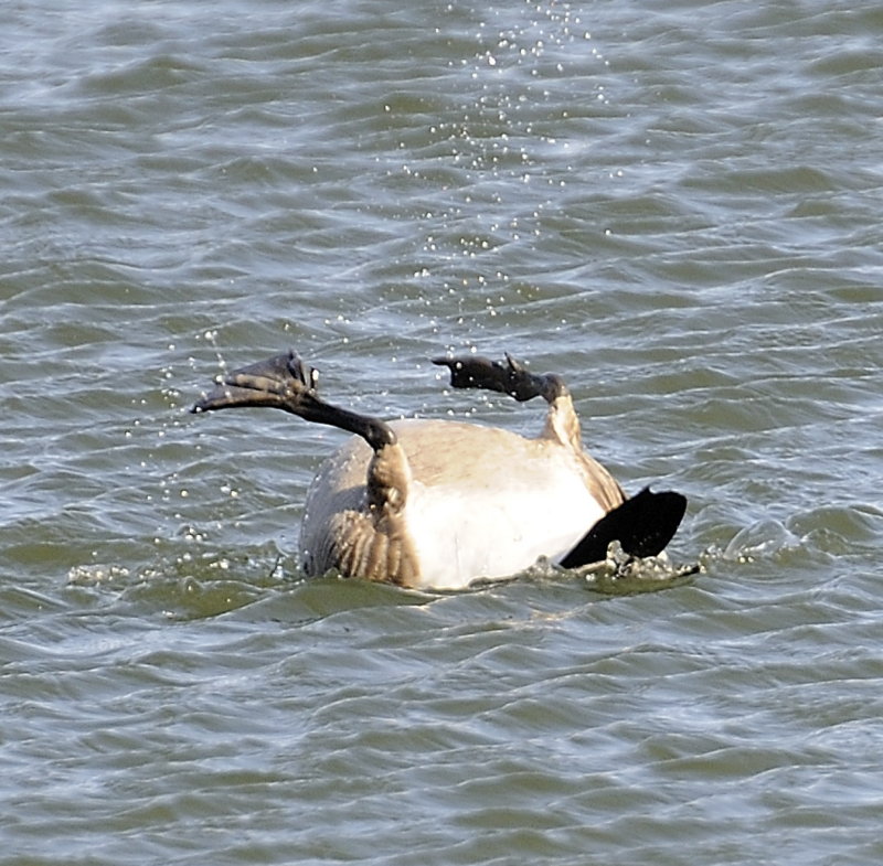 Canadian Bath RollOver