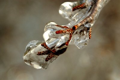 Ice Translucense