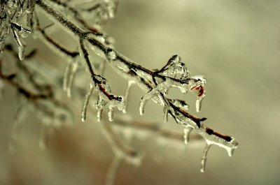 Icy Twigs