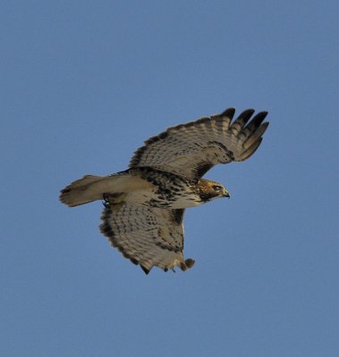 Flight of the Redtail