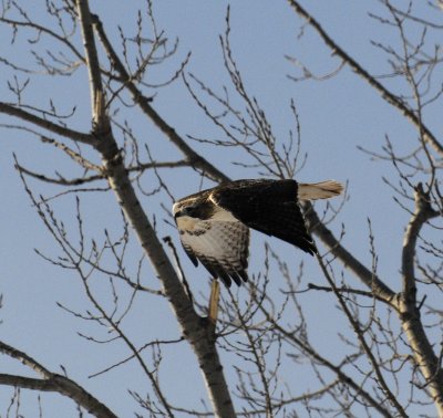 RedTail Hawk Flight