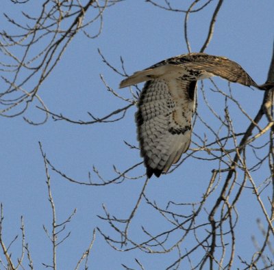 RedTail Hawk Flight