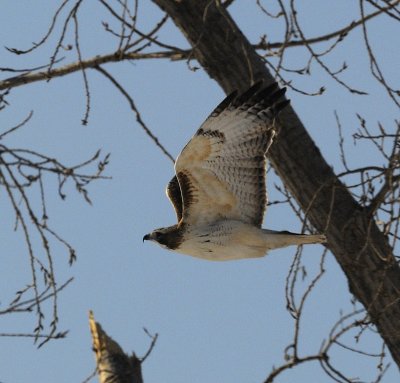 RedTail Hawk Flight