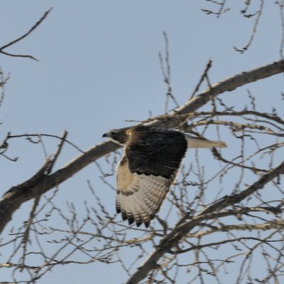 RedTail Hawk Flight