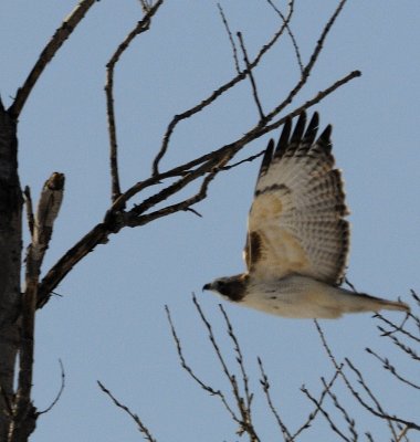 RedTail Hawk Flight