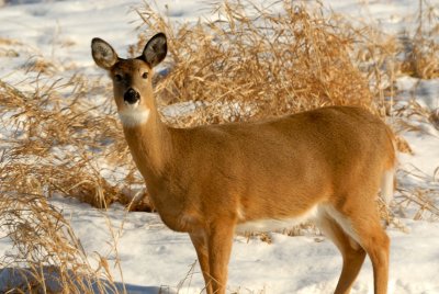 Gentle Eyes - Young Whitetail