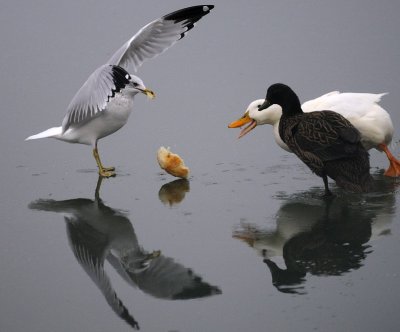 Gull Sharing Lunch with Friends