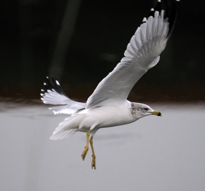 Ring Billed Gull