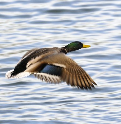 Mallard Flying By