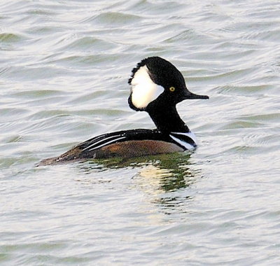 Hooded Merganser