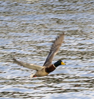 Wings in Motion