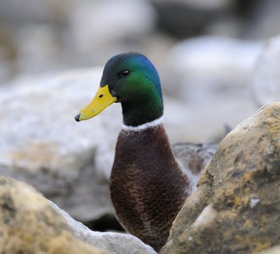 Hiding in the Rocks