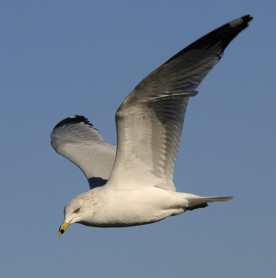 Ring Billed Gull