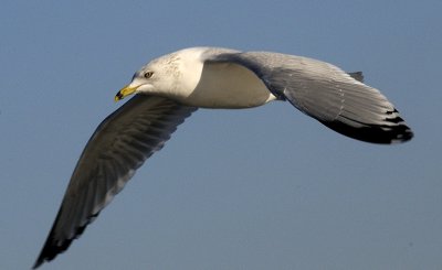 Ring Billed Gull