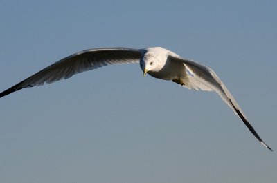 Ring Billed Gull