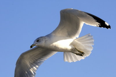 Ring Billed Gull