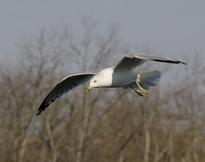 Ring Billed Gull