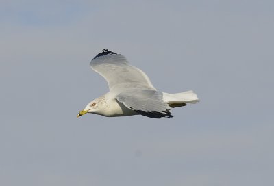   Ring Billed Gull
