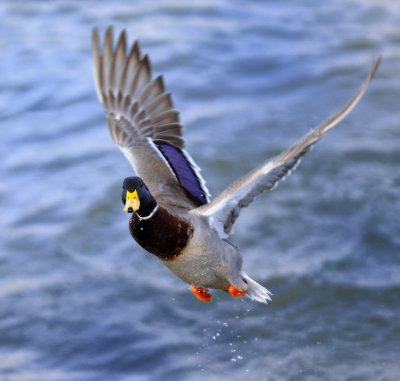 Mallard Coming In