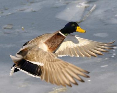 Mallard