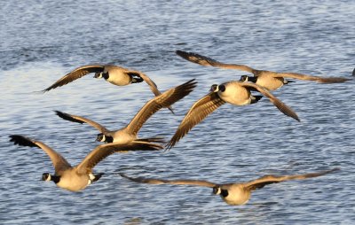 Canadian Geese @ Longview Lake