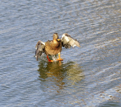 Landing Gear Down