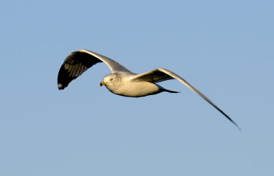 Ring Billed Gull