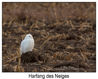 harfang des neiges IMG_0003-800.jpg