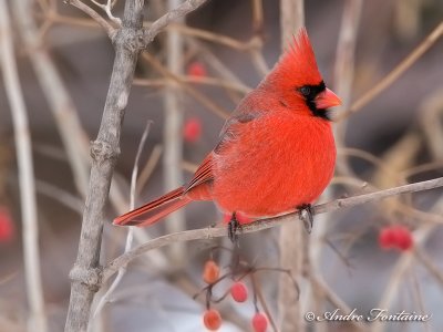 cardinal rouge IMG_7818-800.jpg