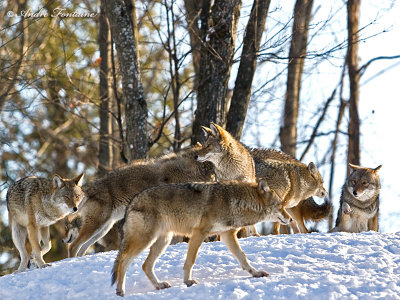 huit coyotes IMG_7475-800.jpg