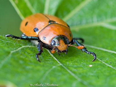 scarabee ponctue de la vigne IMG_2097-800.jpg
