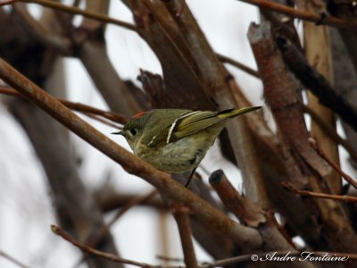 roitelet a couronne rubis 139_3961-800.jpg