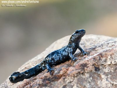 salamandre a point bleus IMG_5030-800.jpg