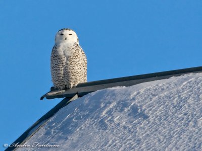 harfang des neiges IMG_8432-800.jpg