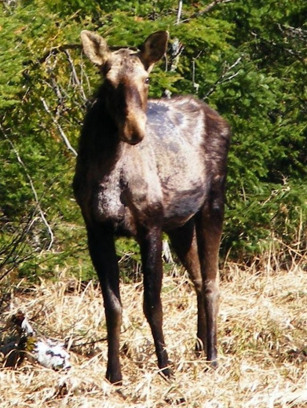 Young Moose on It's Own.