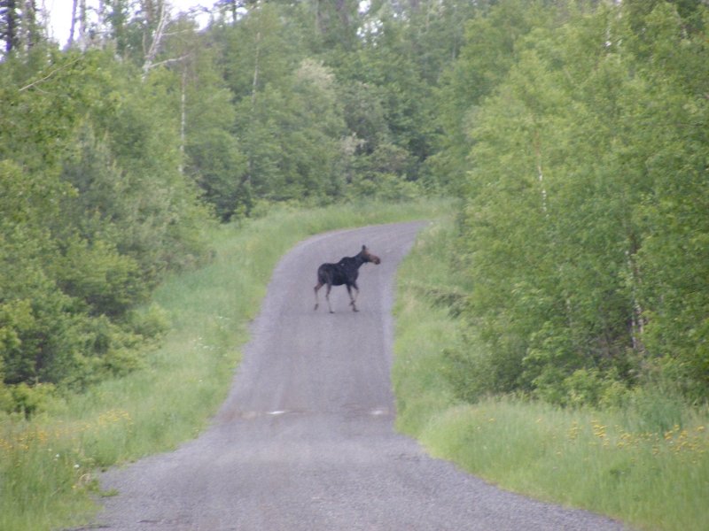 Moose on Jackson Lake Road