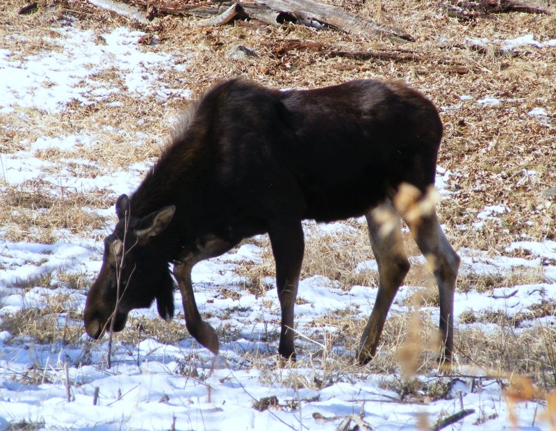 2008_0316zoo0022.JPG