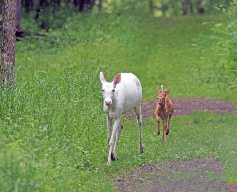 Running with mom