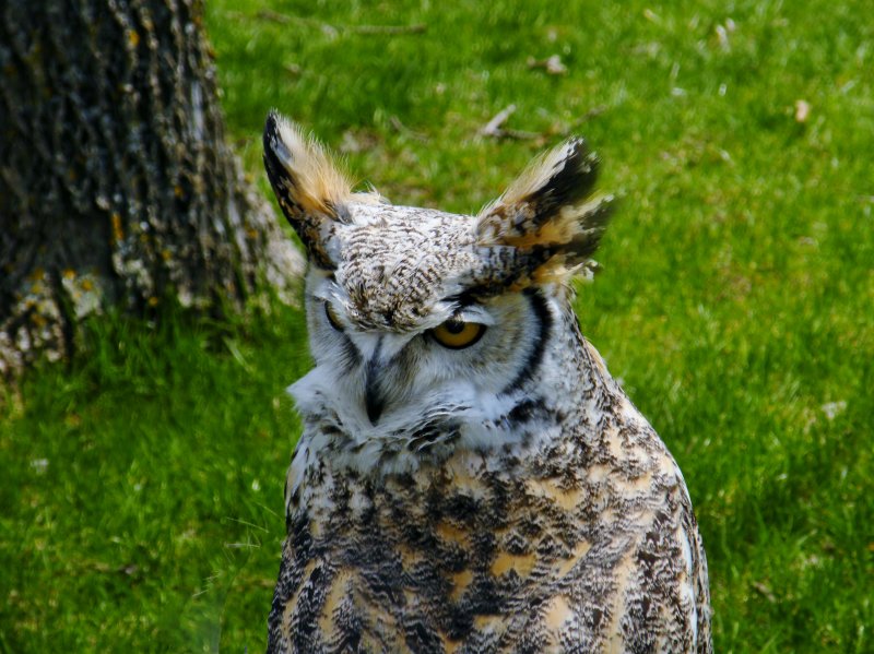 Another view of Great Horned